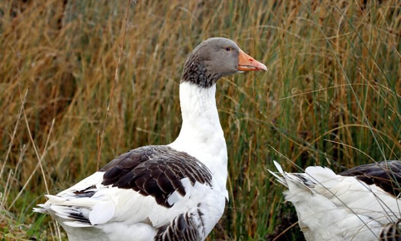 qozloxdur25 profile summary updates