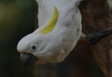 enterprise intelligence summary dossier