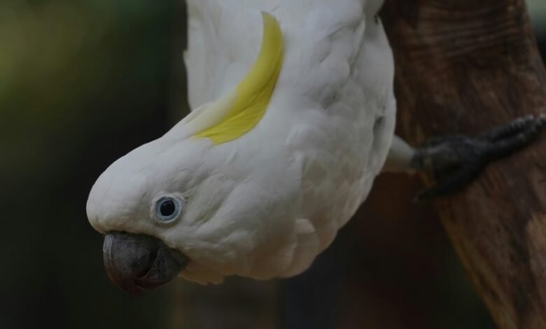 enterprise intelligence summary dossier